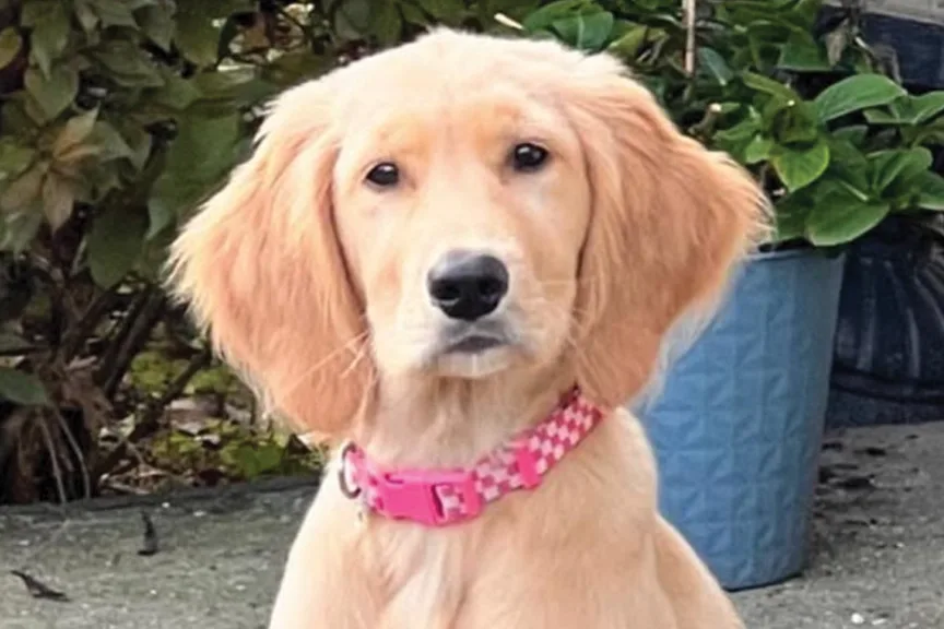 Hazel the Golden Retriever.
