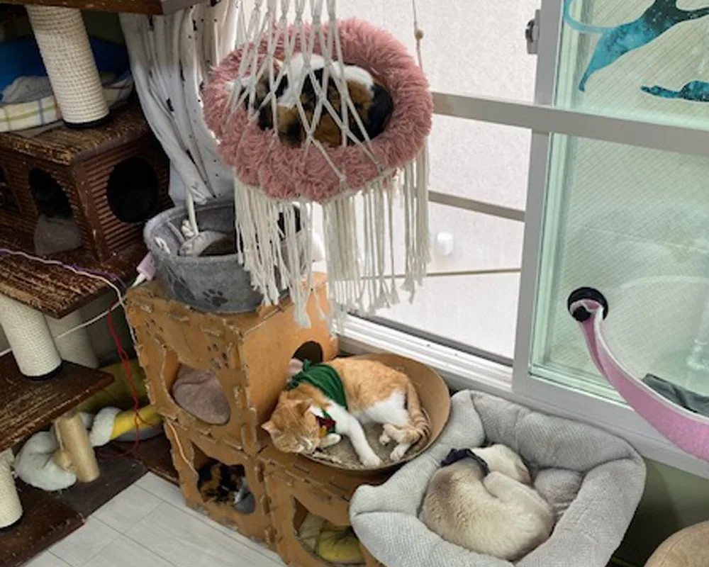 A picture of a bunch of cats on cat beds/perches situated by the window, they are all a wide range of different colors ranging from orange, white, black, and brown.