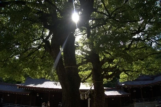 sunlight coming through tree trunks