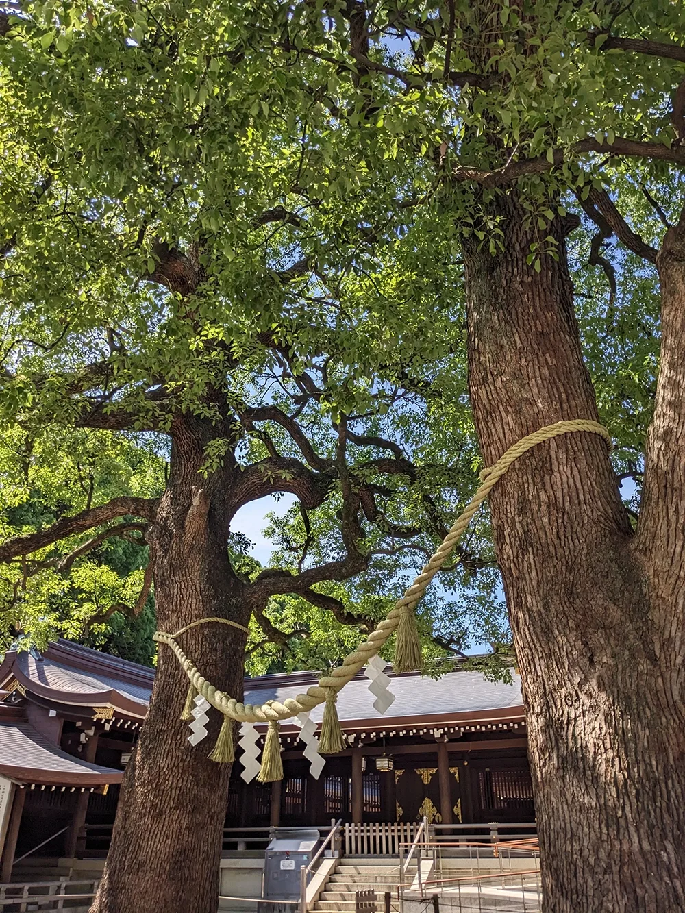 Meoto Kusu: Two trees with a rope around them.