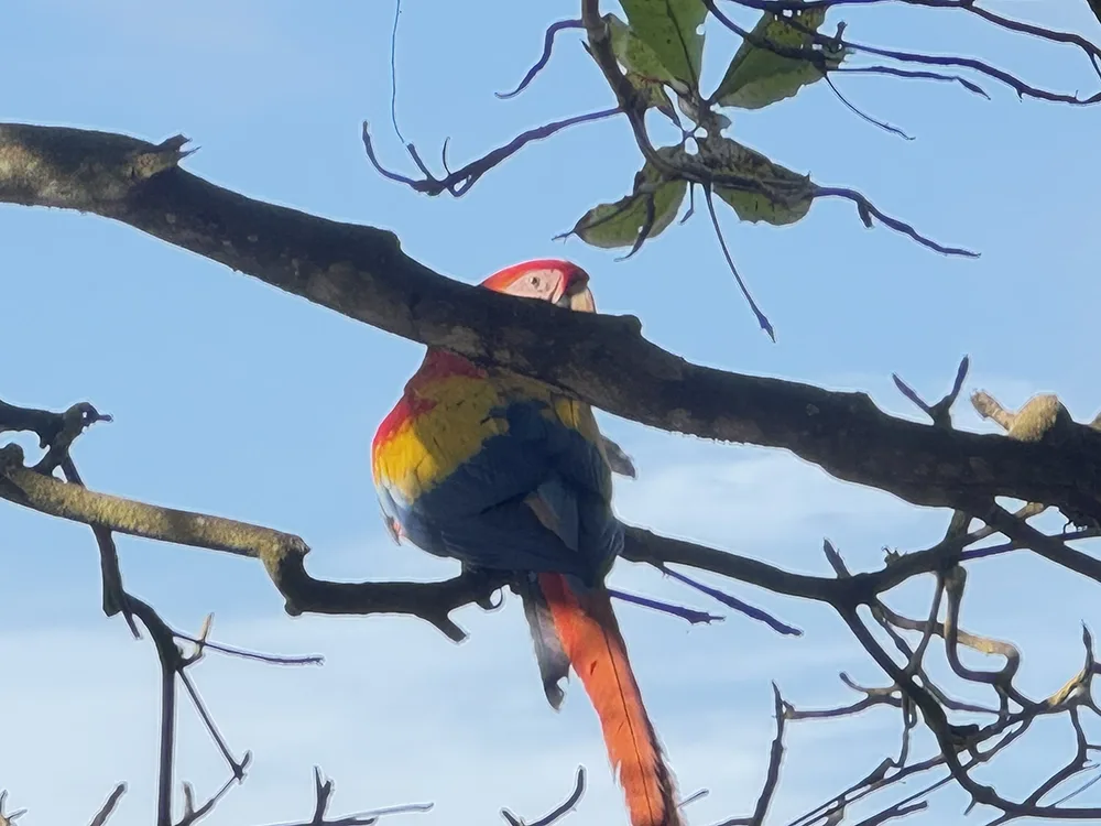 Rainbow colored bird perches on tree limb.