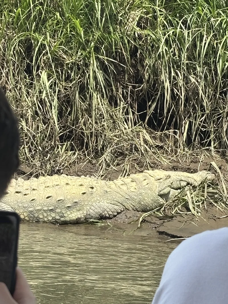 Crocodile lays with its head on the muddy banks but the lower part of the body still immersed in water.