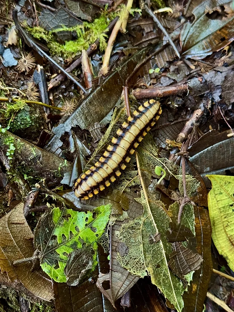 Overhead image of black and yellow millipede walking on wet leaves.