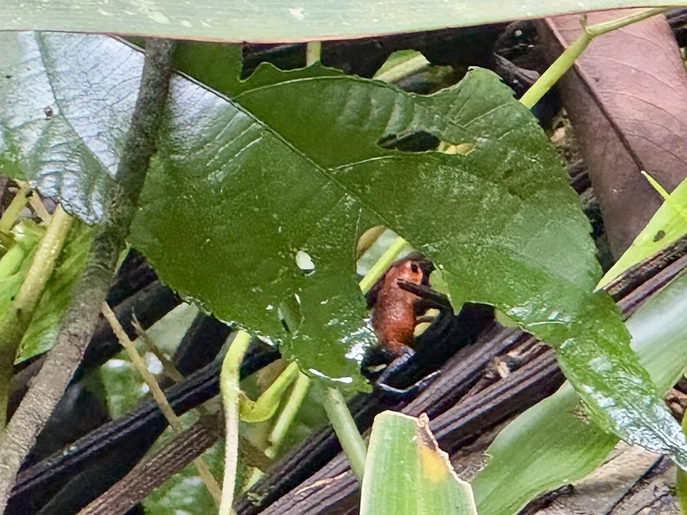 Small brown frog with black legs perched on tree limb visible behind a chewed up green leaf in the foreground. It's body is turned partly away from camera.