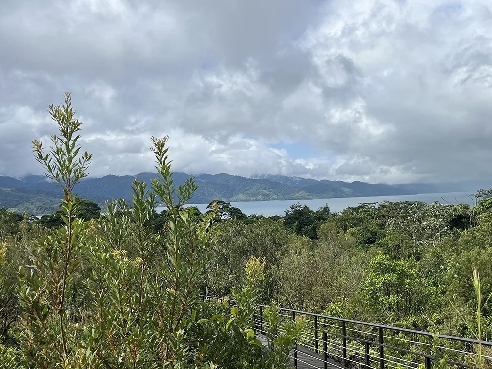 A view of a lake and mountains in the distance from a footbridge surrounded by tall green plants. The sky is almost completely covered by clouds.