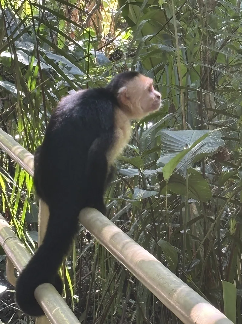 Close up of small monkey with brown back and white face sits on a railing looking outward.