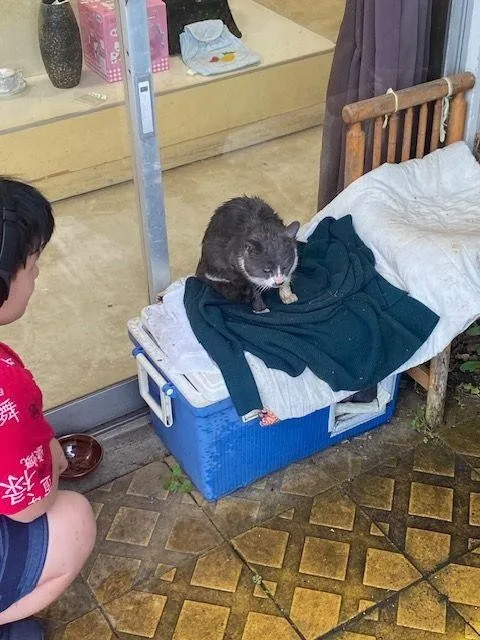 A grey and white cat is getting settled onto a green sweater atop a blue water cooler. A student wearing a red shirt and blue jeans is crouched in the corner of the photo looking at the cat.