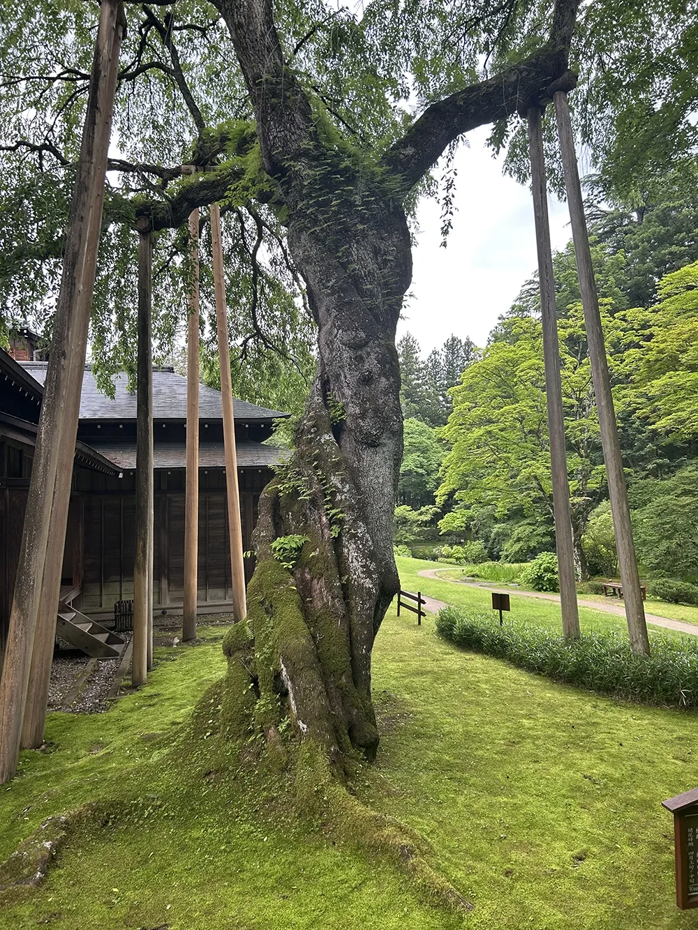 A massive and ancient tree that has been trained to twist around itself, creating a spiraling trunk