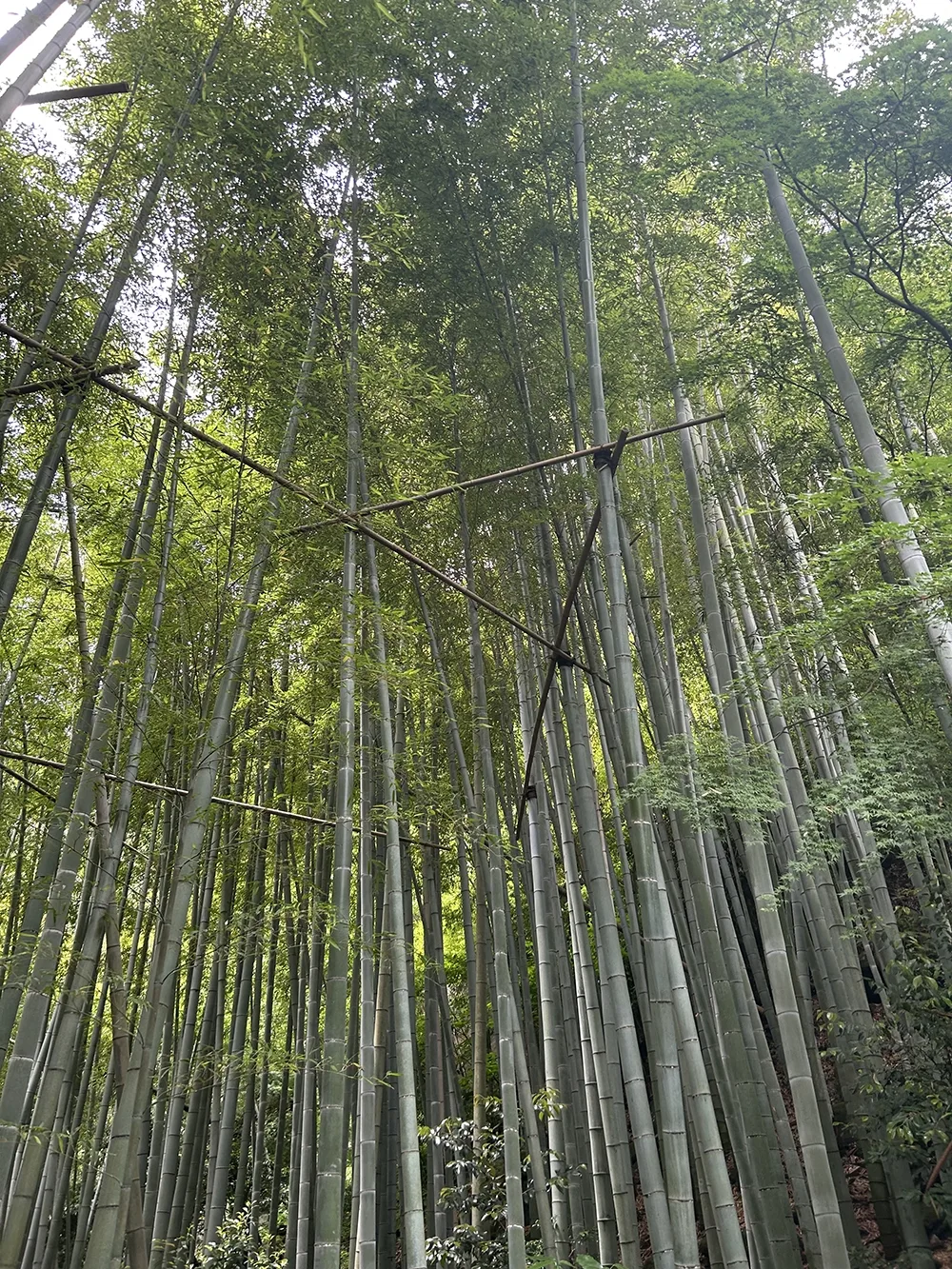 picture of a large group of bamboo shoots growing high into the sky, a small canopy has been created by their growth.