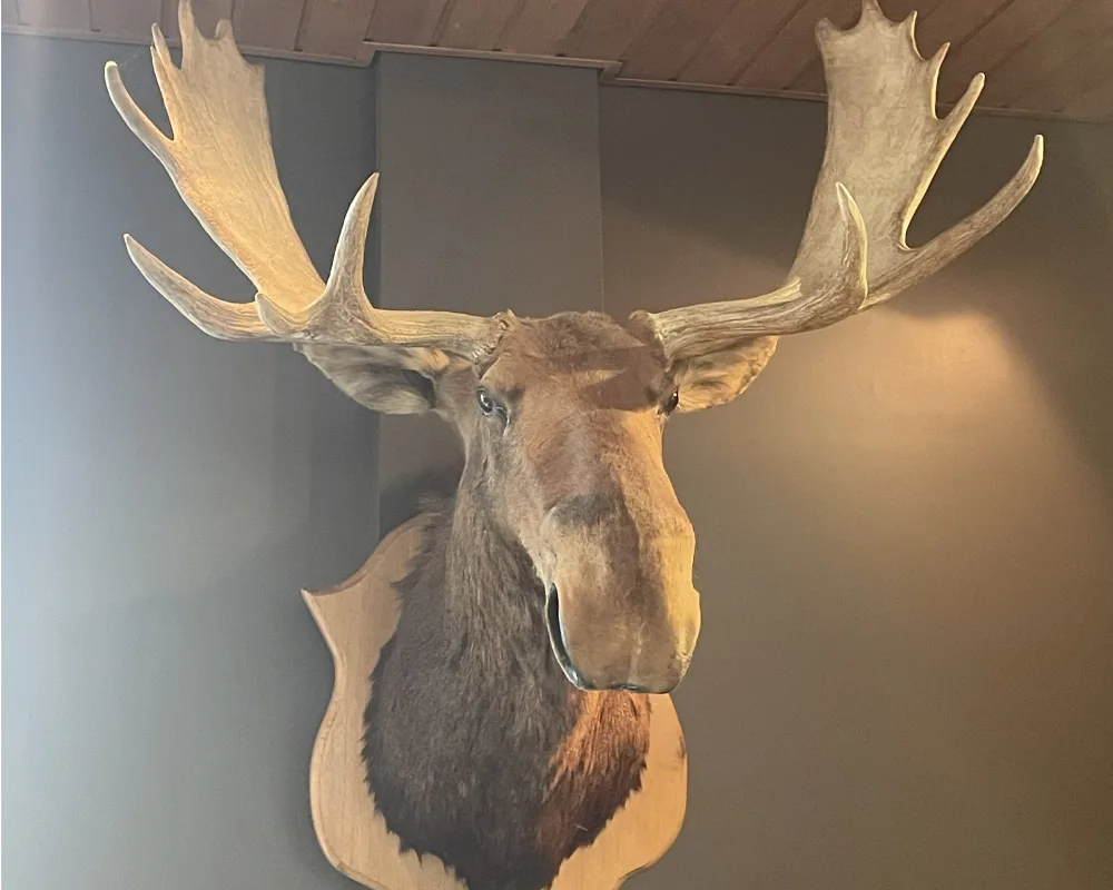 A display of a large moose head