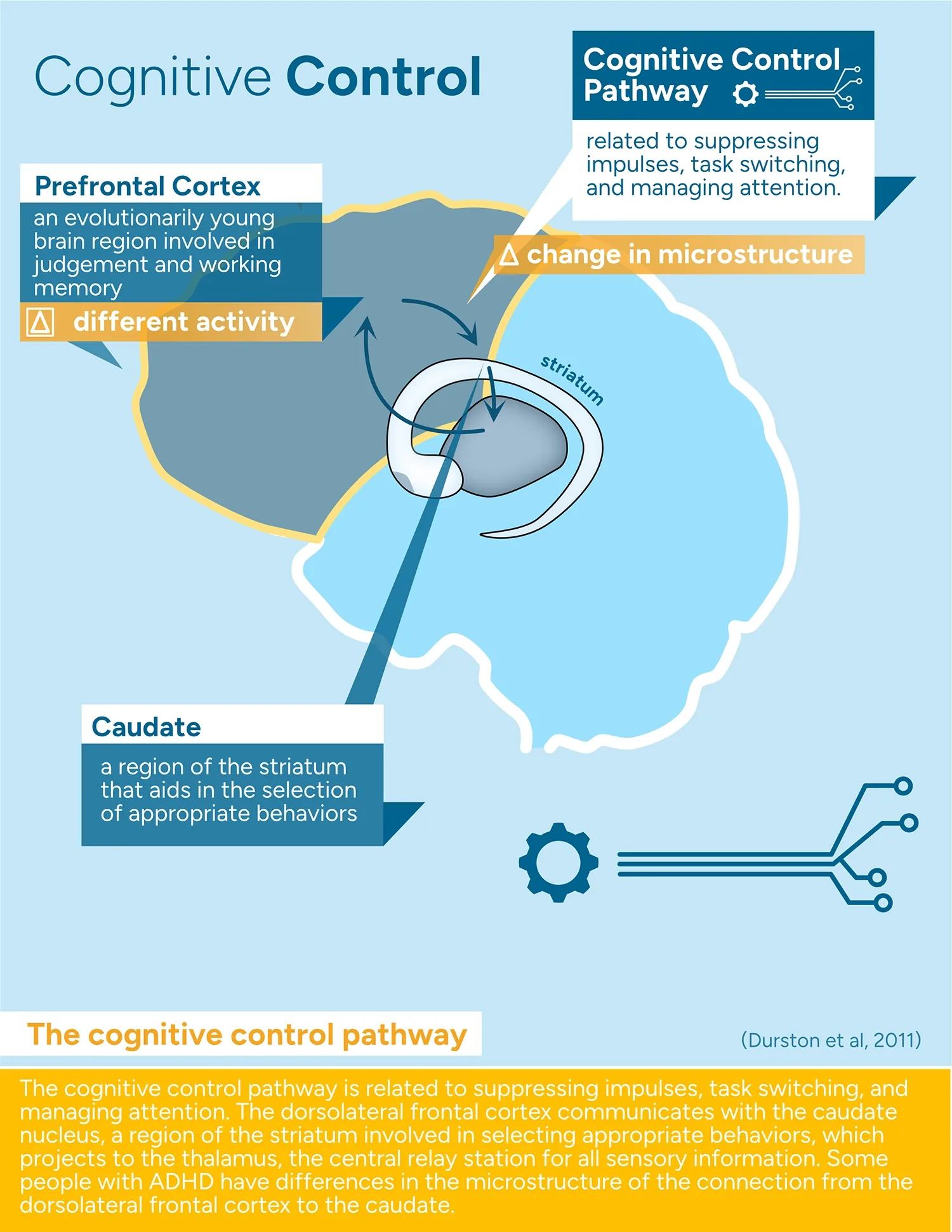 Cognitive Control Infographic showing an illustration of a brain highlighting the Prefrontal Cortex, Cognitive Control Pathway, and Caudate.