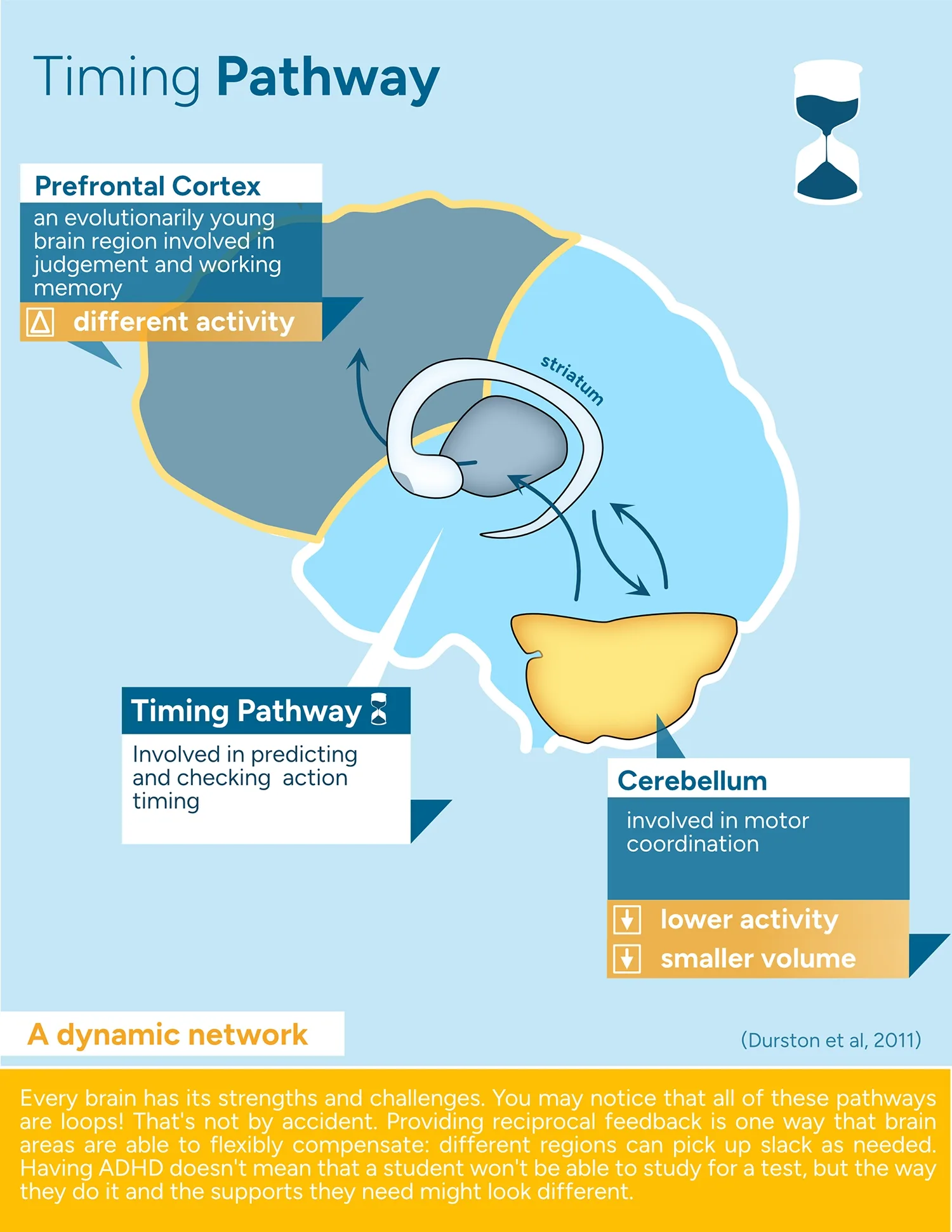 An illustration of timing pathway for the prefrontal cortex, timing pathway and cerebellum.