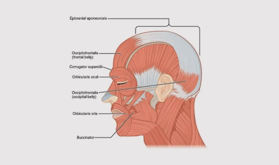 Illustration of human head muscles, lateral view with labels of various muscles and structures.