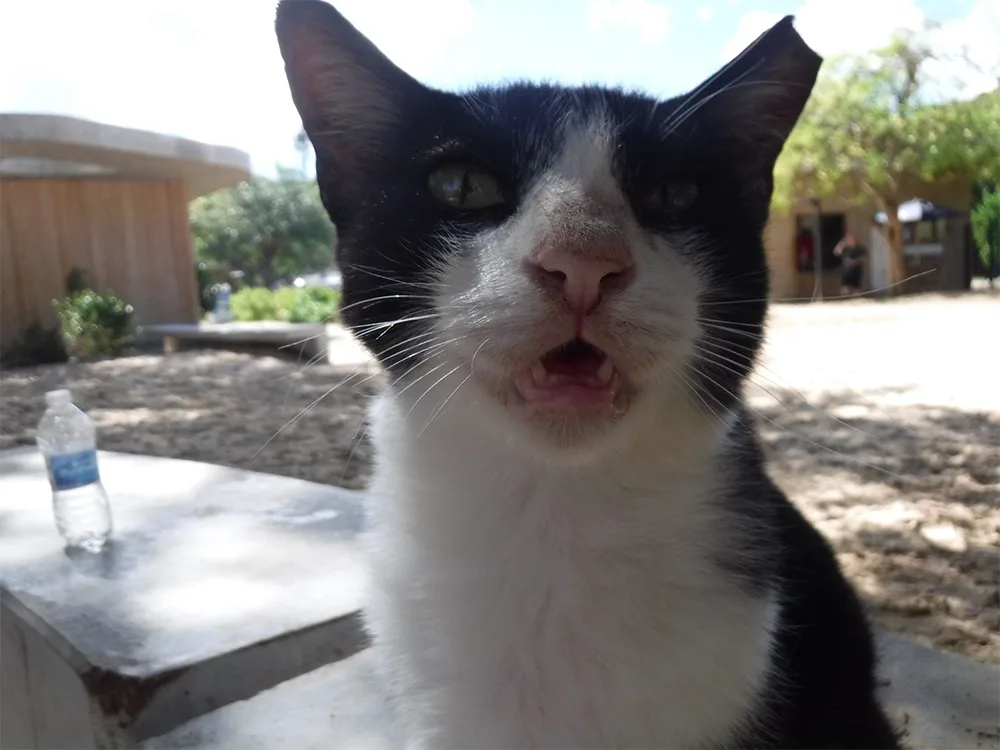 close up photo of black and white cat