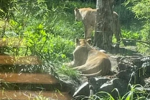 Two female lions in their outdoor enclosure, one standing, one lying on a patch of dirt next to grass and stones.