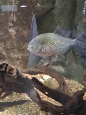 A fish in a tank at the Galway Atlantiquaria