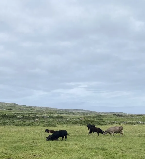 Cows cavorting in a green pasture under a cloudy sky