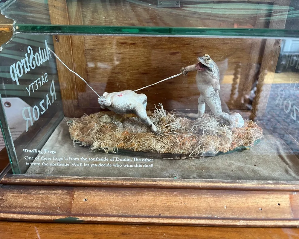 Two Frogs in a glass case dueling with epees