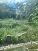 An African Lion under a tree in its enclosure, grass and rocks in the foreground