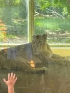 A female in a Plexiglas enclosure looking out at the visitors. The hand of a child up against the plexiglass