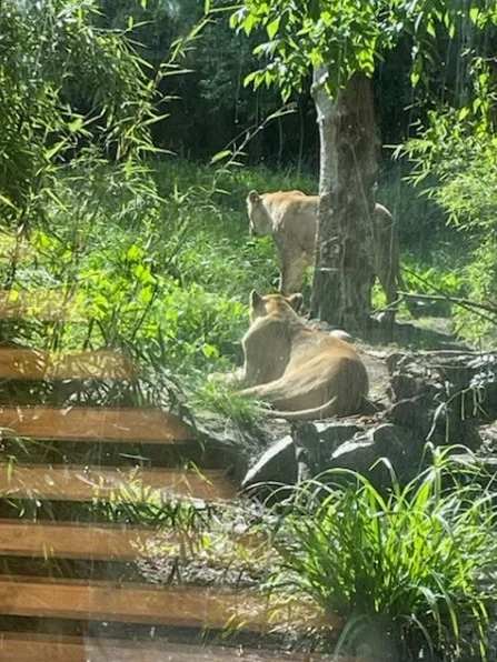 Two female lions in their outdoor enclosure, one standing, one lying on a patch of dirt next to grass and stones.