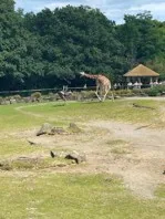 A young giraffe chasing an ostrich—trees and a hut in the background