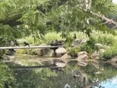 Monkeys gathered at the end of bridge, in the brush. A monkey runs across.