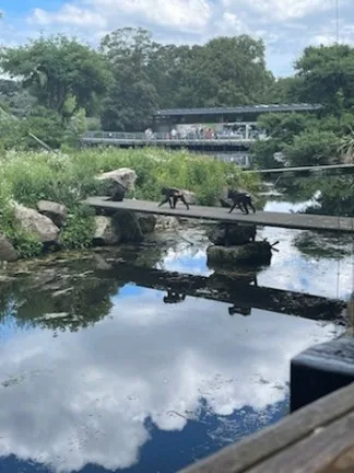 Two Monkeys crossing a bridge, clouds reflected in the water below them