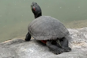 Snapping Tortoise sunbathing