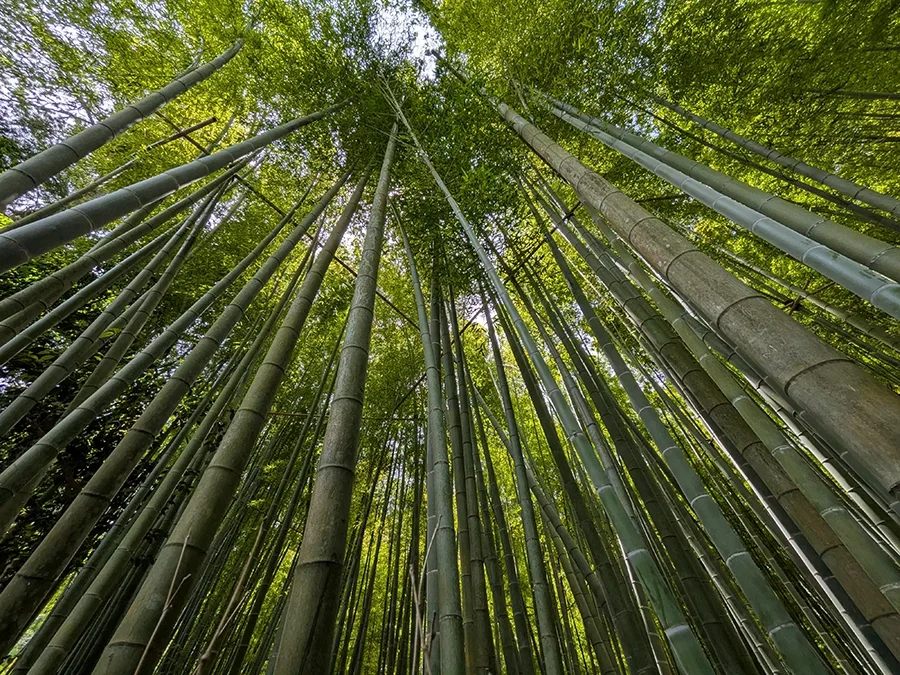 The view upwards from within a bamboo grove.