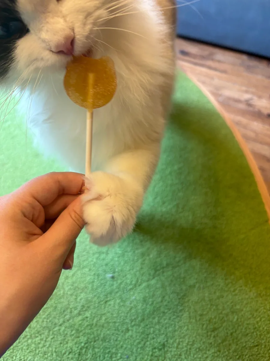 A cat licks a cat-shaped popsicle.