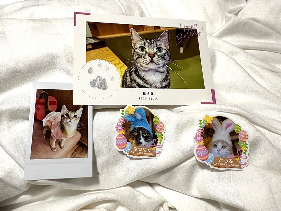 Cat-themed cards and photos.