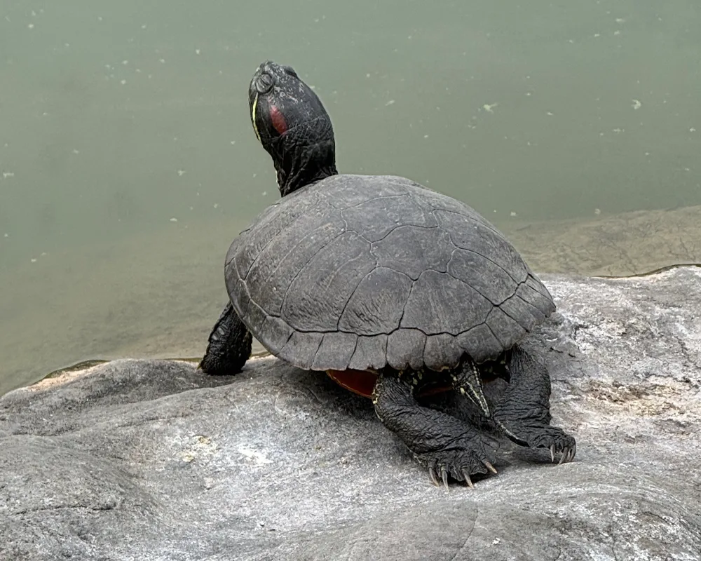 Snapping Tortoise sunbathing