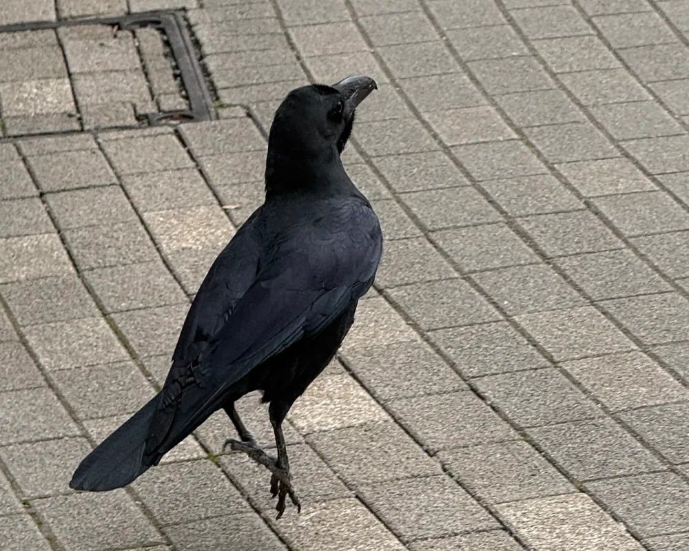 Large-billed Crow hopping.