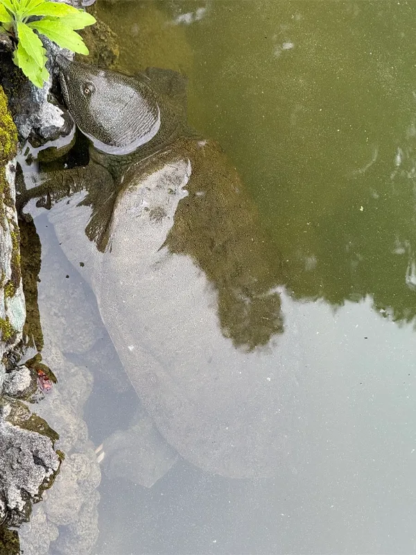 Tortoise submerged under water
