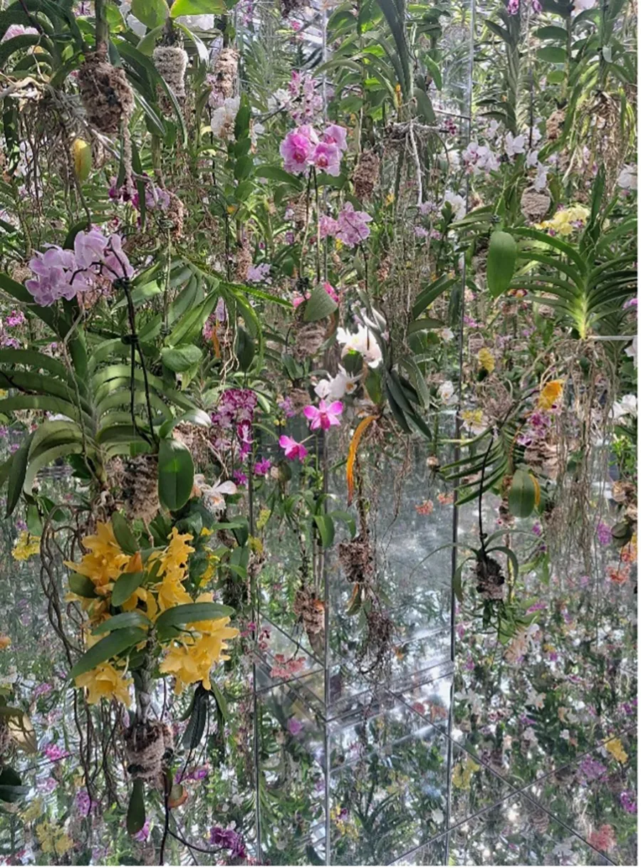 Yellow, purple, and white flowers with leaves and roots hanging from the ceiling in a mirrored room.
