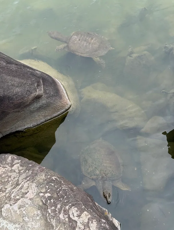 Turtles swim among rocks and poke their heads above the surface.