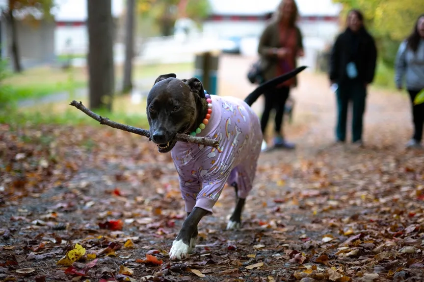 Therapy dog, Ashby, carrying a stick, and running on a trail in the woods.