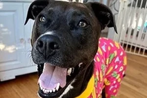 Ashby the Pitbull Mix wearing a pink shirt.
