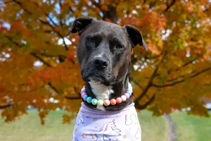 A dog wearing a pastel bead necklace and a unicorn shirt in front of fall foliage.