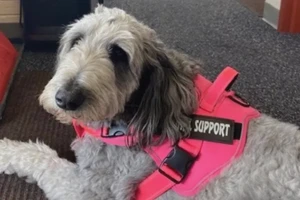 Sadie the collie/poodle mix therapy dog wearing a hot pink harness saying support.