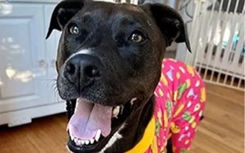 Ashby the Pitbull Mix wearing a pink shirt.