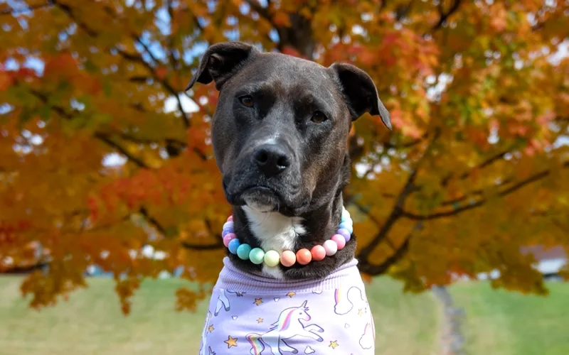 A dog wearing a pastel bead necklace and a unicorn shirt in front of fall foliage.