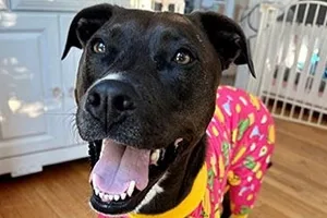 Ashby the Pitbull Mix wearing a pink shirt.