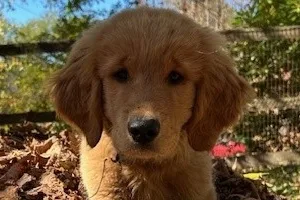 Atlas the Golden Retriever puppy.