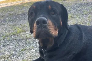 Benson the Rottweiler.