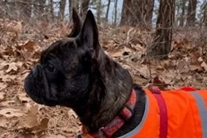 Bug the French Bulldog wearing an orange jacket.