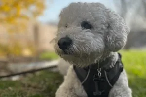 Gunnar the Bichon Frise.