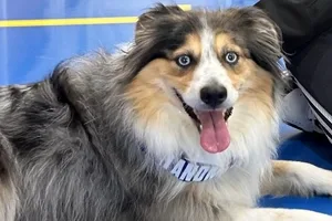 Mazie the Miniature Australian Shepherd wearing a bandanna.