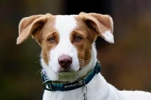 Oliver the Australian Cattle Dog Mix.